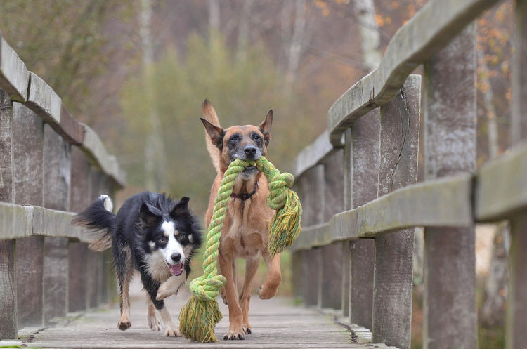 Due cani che corrono su un ponte di legno con una corda intrecciata verde
