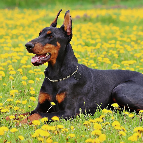 Doberman con tracker nero
