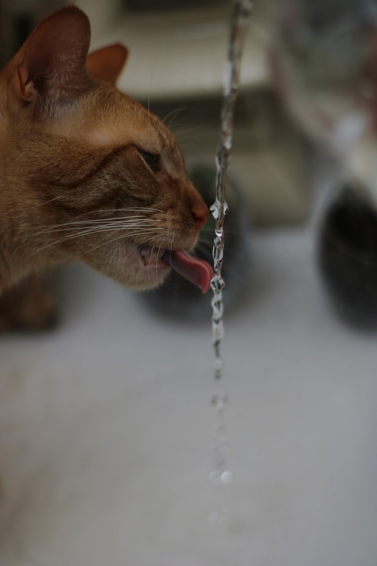 La Fontanella che fa bere di più il tuo gatto e previene i problemi renali