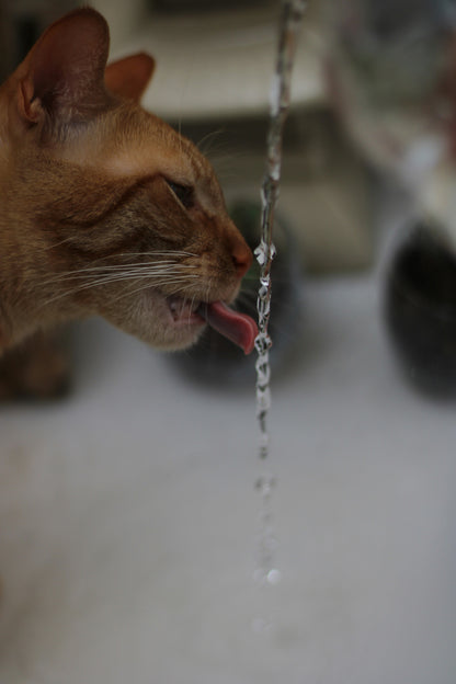 La Fontanella che fa bere di più il tuo gatto e previene i problemi renali