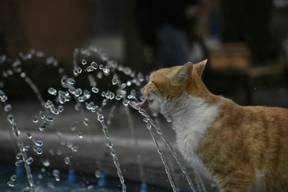 La Fontanella che fa bere di più il tuo gatto e previene i problemi renali